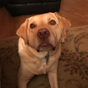 Meet your Posher, Bill